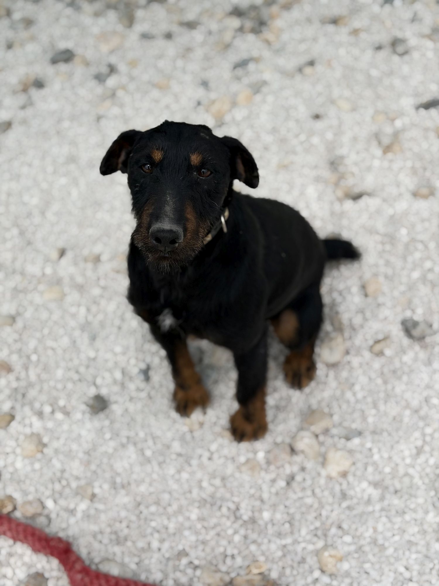 Axel