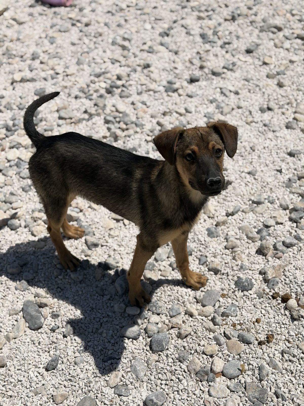 Boris (Boki)