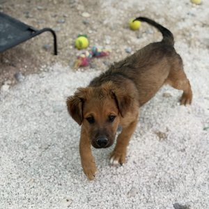 Clyde